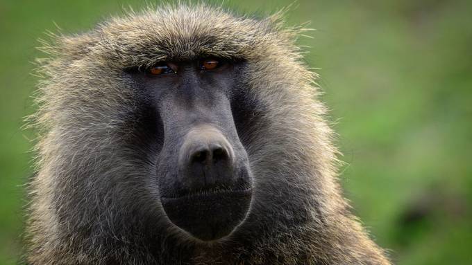 My encounters with ‘Big Baboon’