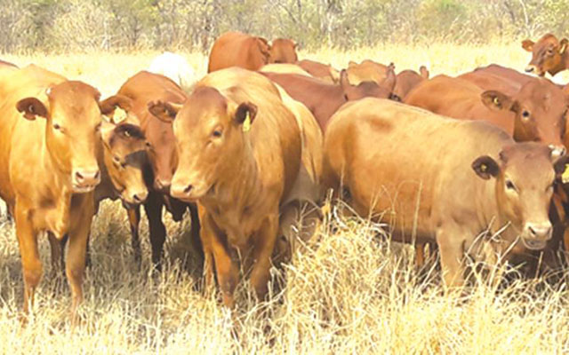 National bull & heifer sale 2017