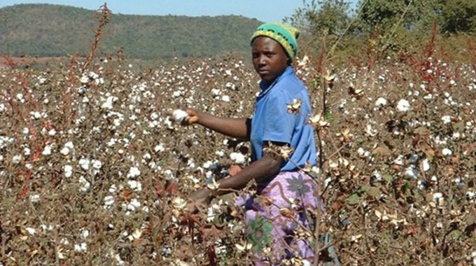 Vultures circle Govt contracted cotton