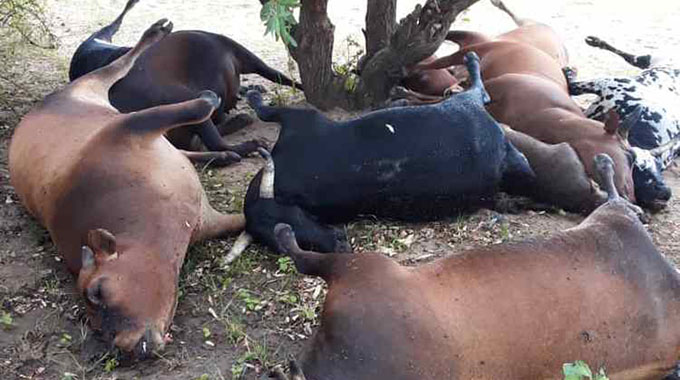 Akarovesa mombe 20 nemheni