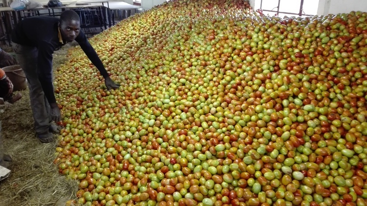 Kurima madomasi ePrime Seed Co