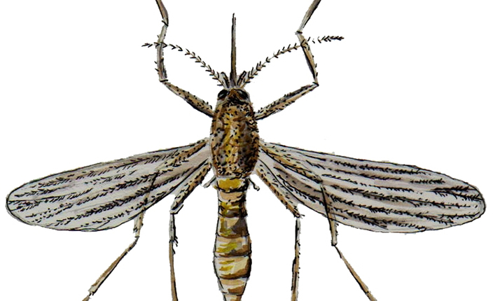 Ziva nezvemalaria