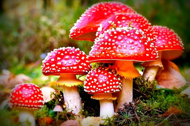 Research done by the institute has established the university as second on the world rankings in the field of mycology — the study of fungi