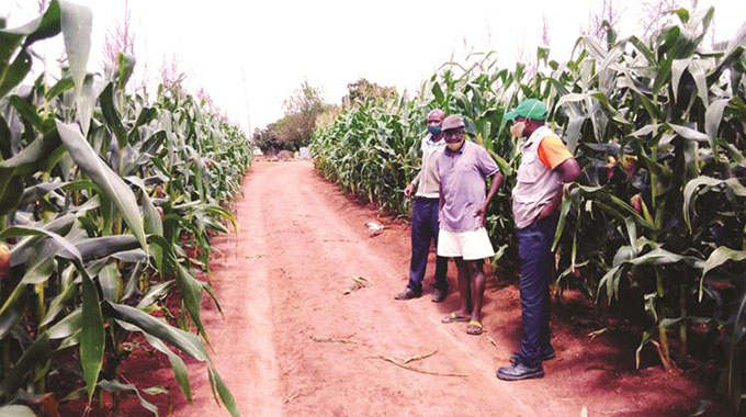 Pfumvudza crop in good shape