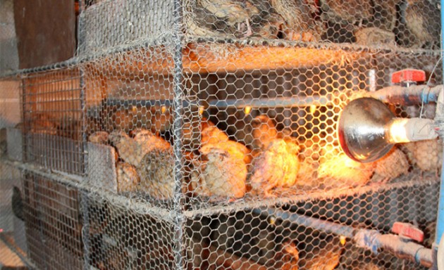 The quail birds at Plot 1, Ramahori Farm in Concession