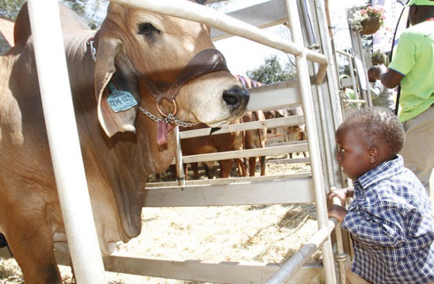 A young boy is awed by a prize bull at the Harare Agricultural Show yesterday. - (Picture by John Manzongo)