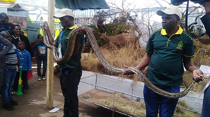 ‘Ngwarirai nyoka mudzimba’