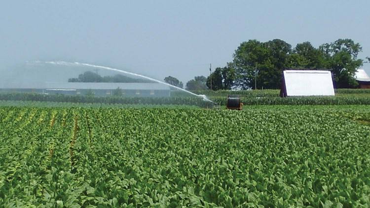 Irrigation is essential to boost production in dryland areas, especially given the increased variability in rainfall patterns due to climate change