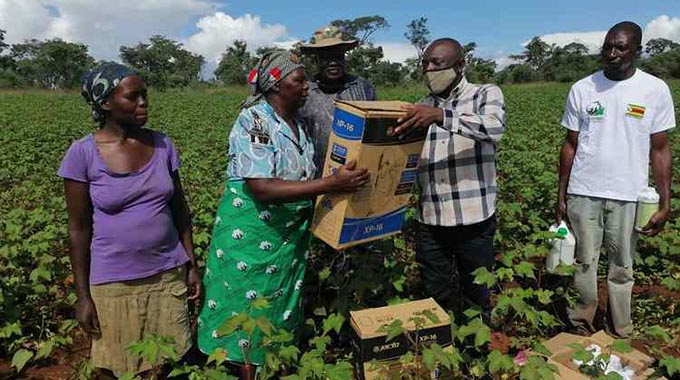 Cotton yields prospects bright