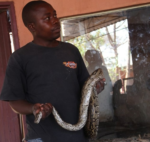 Abraham Singano with a python, one of the many species that he looks after at the Snake World