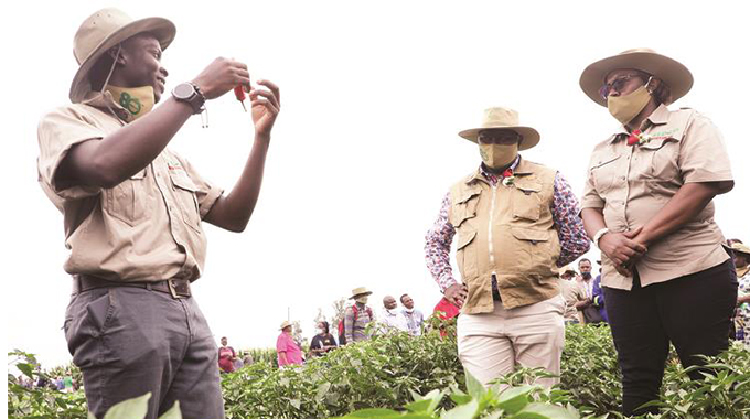 Farmers tap into new vegetable varieties