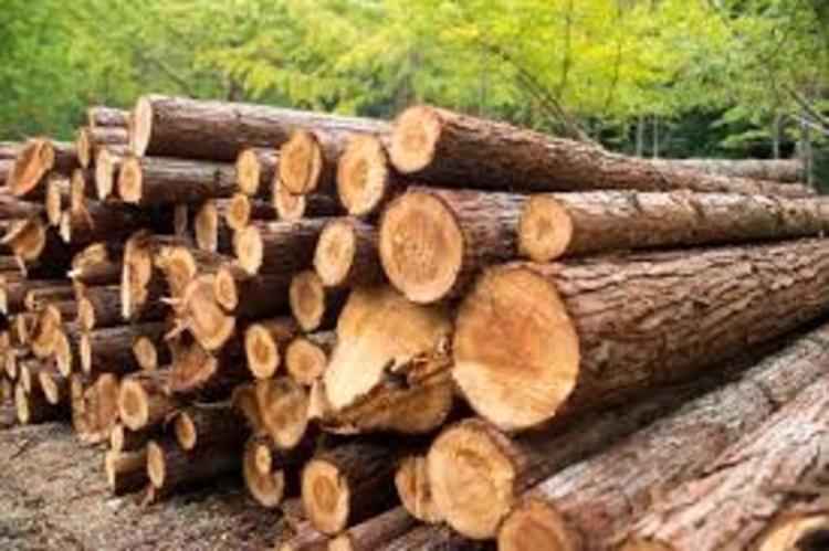 Allied Timbers is the country’s largest timber company
