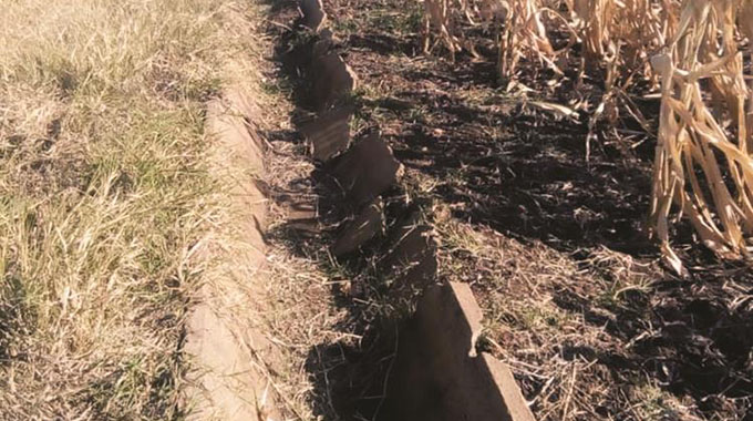 The sad tale of Mushandike Irrigation Scheme