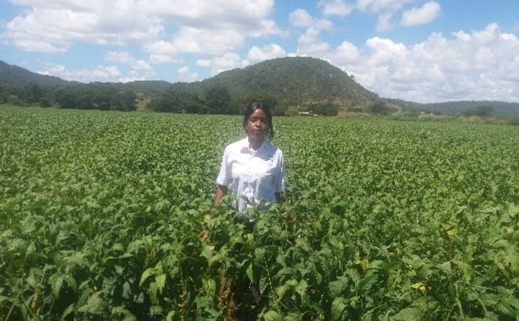 Rima soya beans zvine unyanzvi