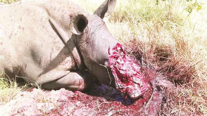 Poachers kill 750 rhinos since 2000
