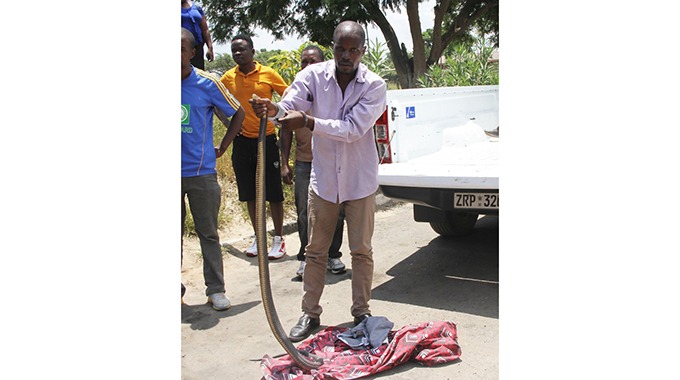 ‘Nyoka yangu yandirasisa’