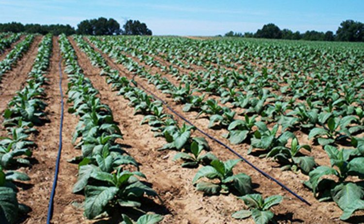 Drip irrigation inorerutsa ndima