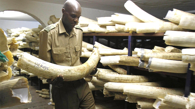Why not legitimise ivory trade?