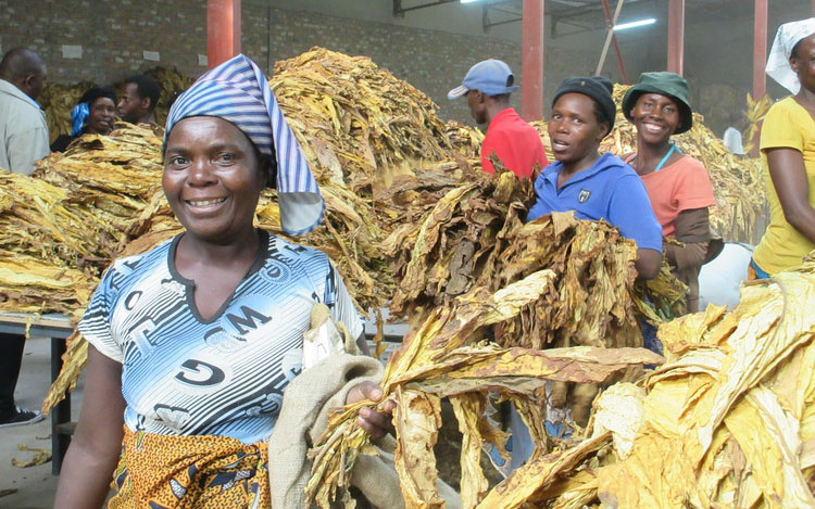 Tobacco farmers at Tianze Floors in Harare