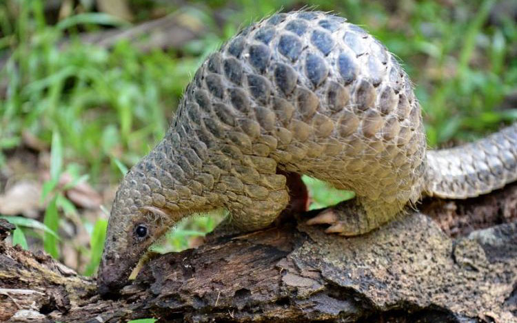 Authorities seize 3 tonnes of pangolin scales in Cote d’Ivoire