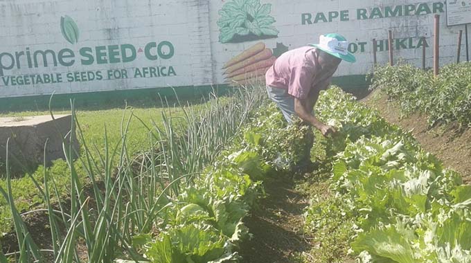 Kurima lettuce nemazvo