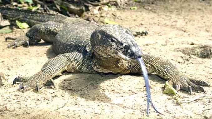 Kutengera huku madhuku ekusunga