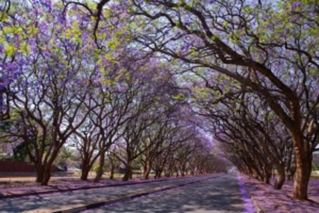 The Jacaranda season is almost upon us once again