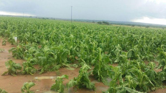 Hailstorm destroys high-value tobacco