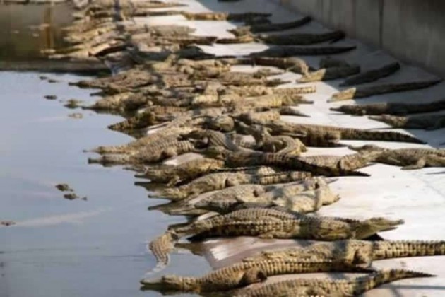 Crocodiles