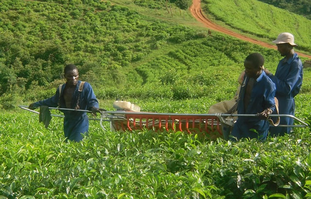 Agric success in leaps and steps