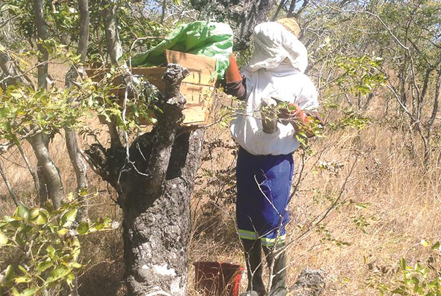 Bee stings keep me fit: Farmer