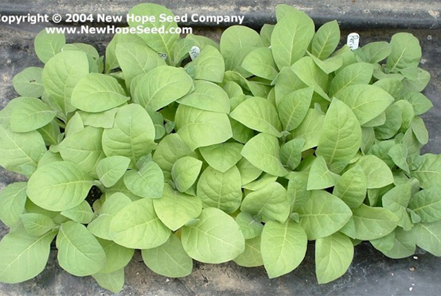 Recommended tobacco transplanting practices