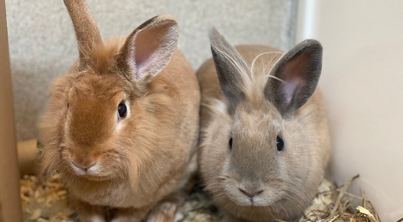Rabbit producers grapple with soaring meat demand