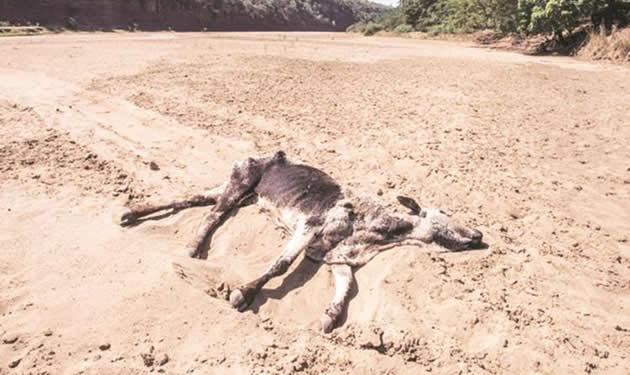 Over 22 000 cattles have died countrywide as a result of drought.