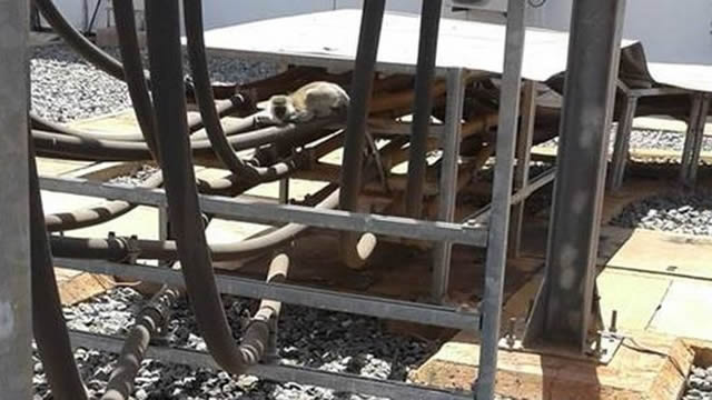 Kenya nationwide blackout caused by rogue monkey
