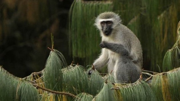 The monkey appeared to be a vervet monkey, which is native to Kenya
