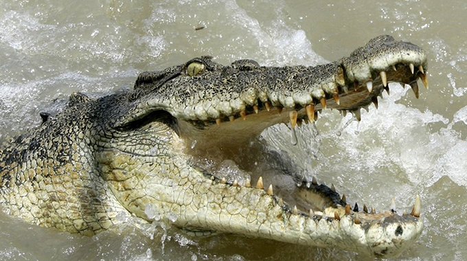 5-year-old Nyamapanda boy killed by crocodile