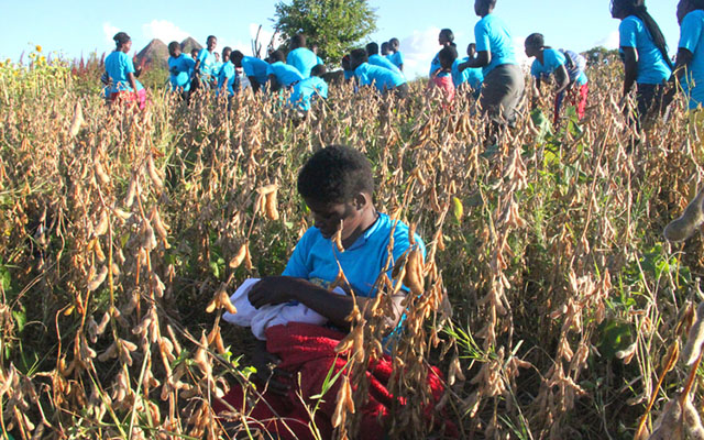 A “child” mother breastfeeds her baby while members of the ROOTS-initiated Fund-A-Farm project inspect the 10-hectare soya bean field in Bindura. — (Pictures by Tariro Kamangira)