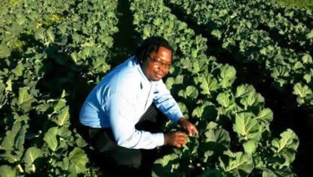 Albert Zinhanga examines part of the vegetable crop on the 1 500-hectare farm he and his partners are leasing in Malmesbury, Cape Town. INSET BELOW: Some of the maize grown by the farmers.