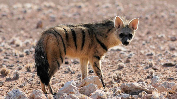 Zim gazettes laws to protect animals