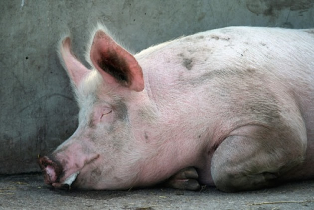 Swine fever hits Mash Central