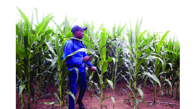 Govt sets up 50 traps for fall armyworm