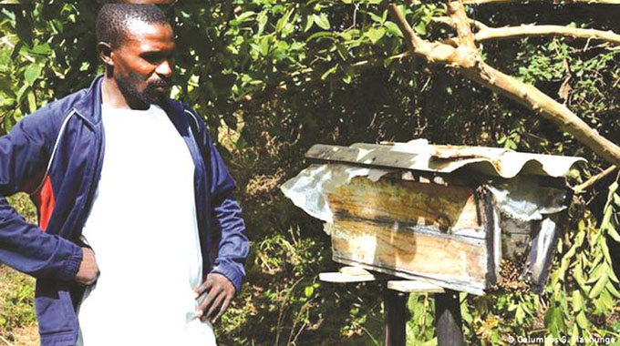 Beekeeping holds key to rural development
