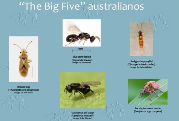 Invasive foreign pests spell disaster