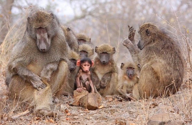 In a troop of baboons the social order is key in achieving goals.