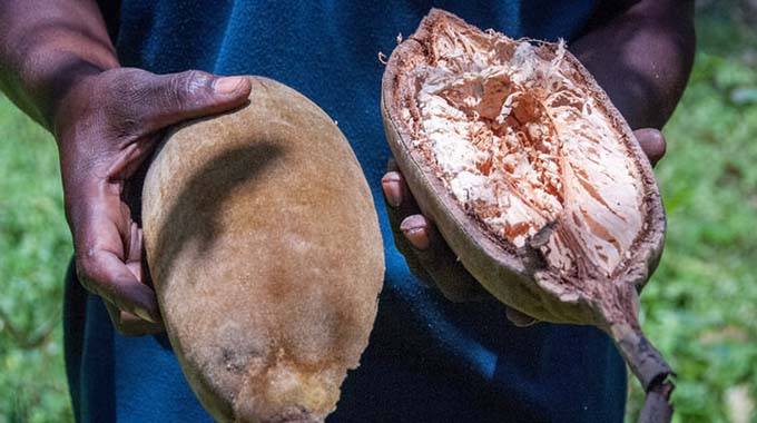 Villagers value add baobab fruit