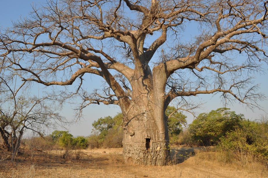Adding value to baobab fruits