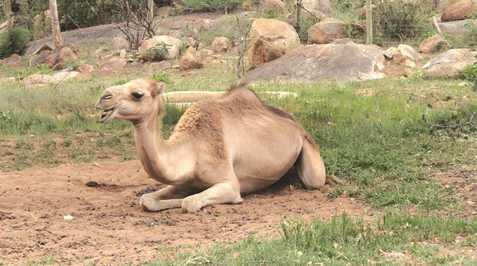 Meet Zim’s camels