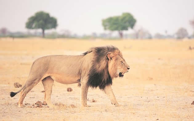 Cecil, the lion: Things not adding up
