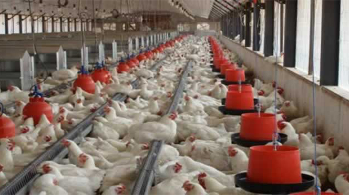 Zanu PF, Irvine’s roll out poultry projects to empower women, youths